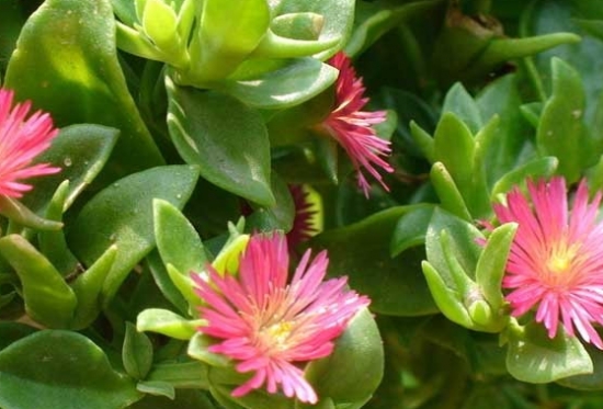 玉树冻萎蔫了还有救吗：如果处理得当，恢复的几率还是很大的