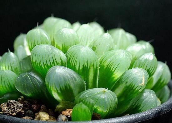 多肉玉露的养殖办法：留意控制温度和浇水