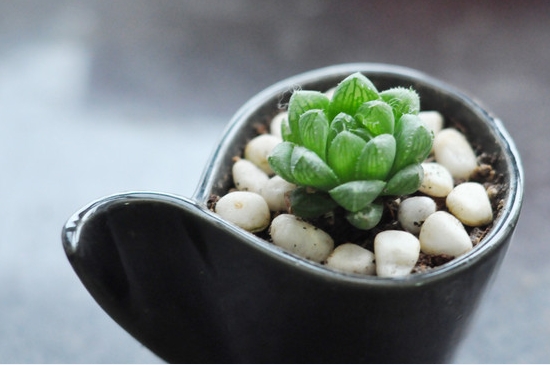 多肉玉露的养殖办法：留意控制温度和浇水
