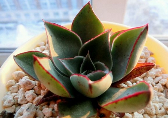 罗西玛多肉植物四种罗西玛对比：外观有较细微的差距