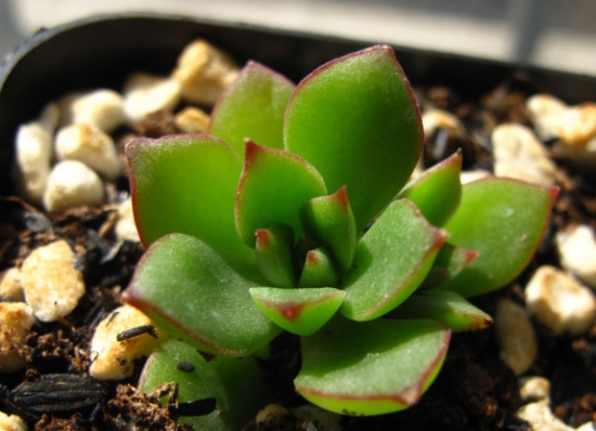 罗西玛多肉植物四种罗西玛对比：外观有较细微的差距