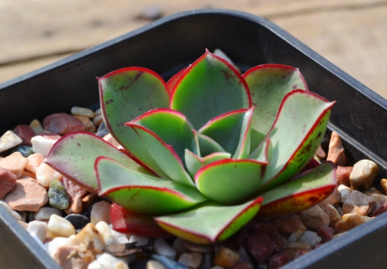 罗西玛多肉植物四种罗西玛对比：外观有较细微的差距