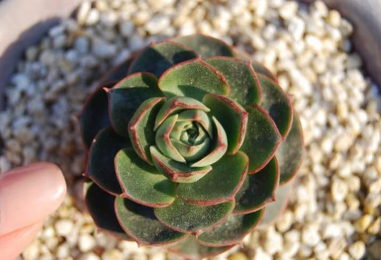 罗西玛多肉植物四种罗西玛对比：外观有较细微的差距