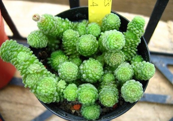 魔南景天的常见种类图：图文字资料