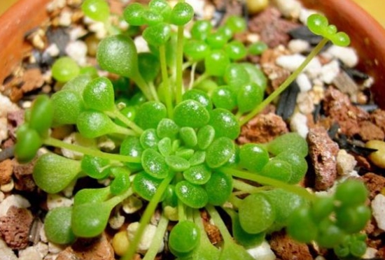 魔南景天的常见种类图：图文字资料