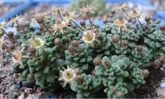 魔南景天的常见种类图：图文字资料