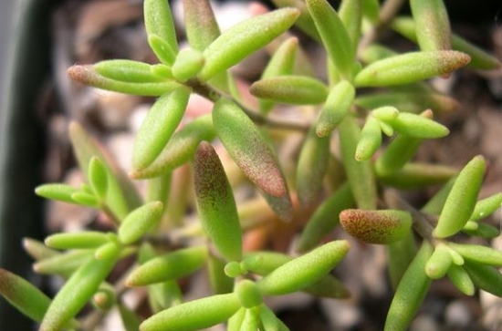 魔南景天的常见种类图：图文字资料