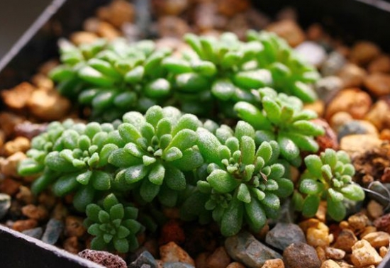 魔南景天的常见种类图：图文字资料