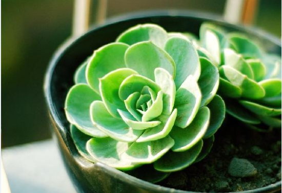 多肉玉蝶的养殖经验：留意光热、水土