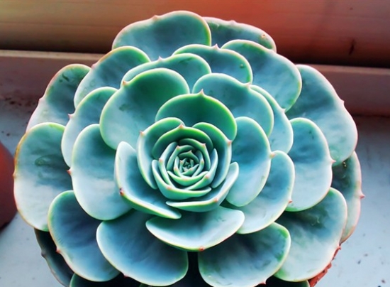 多肉玉蝶的养殖经验：留意光热、水土