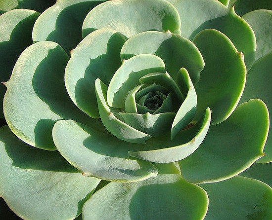 多肉玉蝶的养殖经验：留意光热、水土