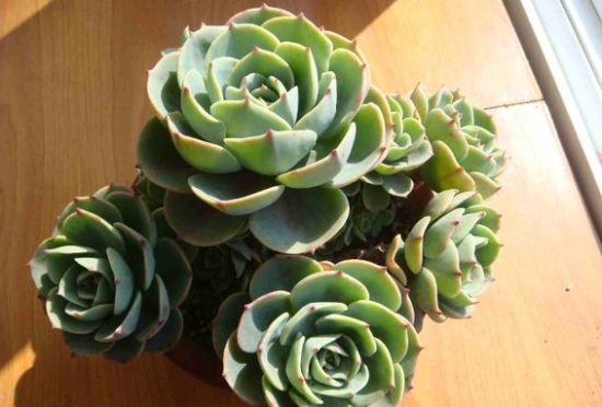 多肉玉蝶的养殖经验：留意光热、水土