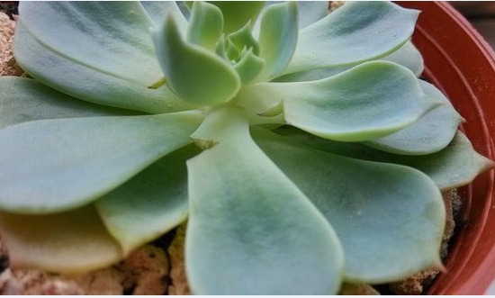 多肉玉蝶的养殖经验：留意光热、水土