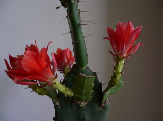 多肉植物如何嫁接：三种不同的多肉植物嫁接办法介绍