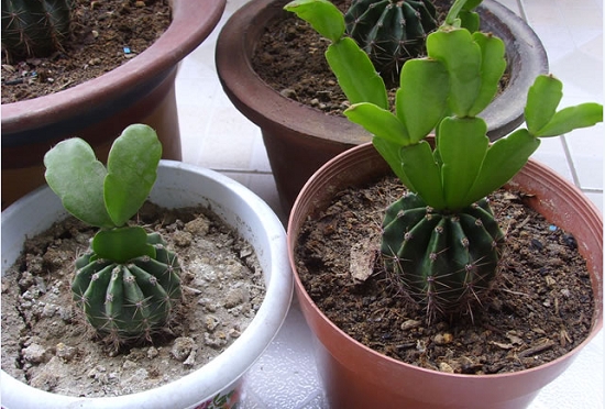 多肉植物如何嫁接：三种不同的多肉植物嫁接办法介绍