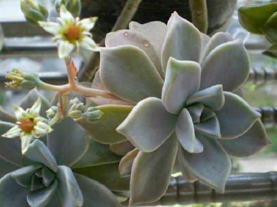 多肉植物如何嫁接：三种不同的多肉植物嫁接办法介绍