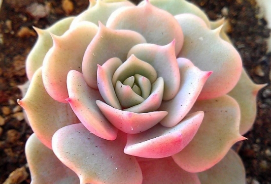 多肉嫁接技术：宜初夏嫁接，留意切口卫生