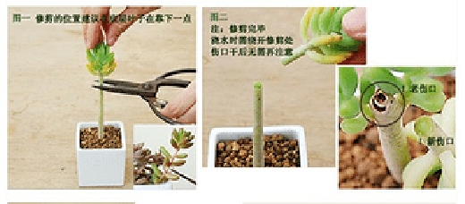 多肉嫁接技术：宜初夏嫁接，留意切口卫生