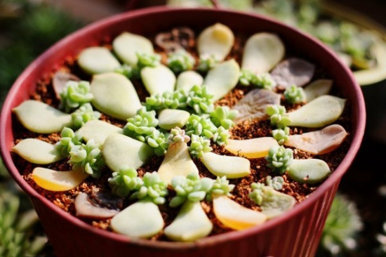 多肉嫁接技术：宜初夏嫁接，留意切口卫生