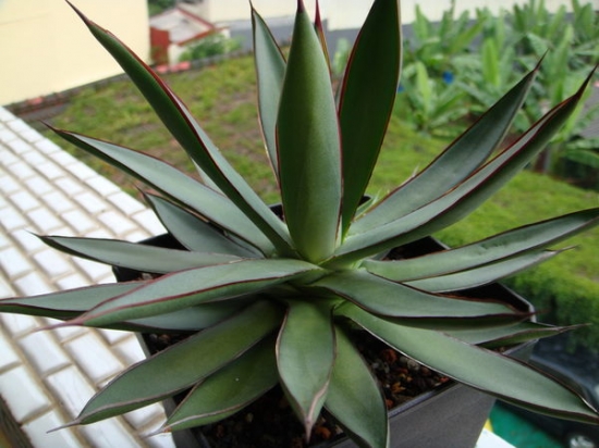 多肉植物有哪些种类，多肉植物养殖要留意些什么