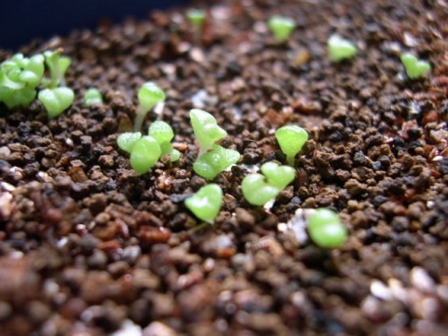 多肉植物如何繁殖：播种、扦插、嫁接、分株