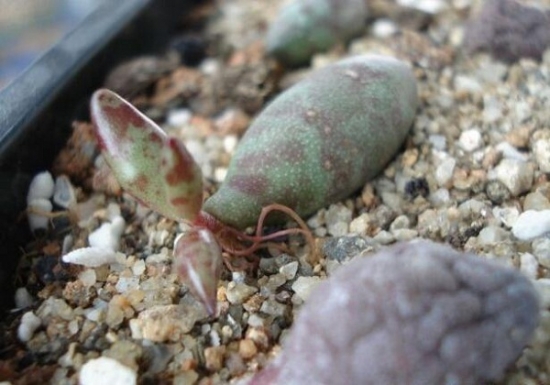 多肉植物繁殖办法：常用繁殖办法有播种、扦插、嫁接及分株