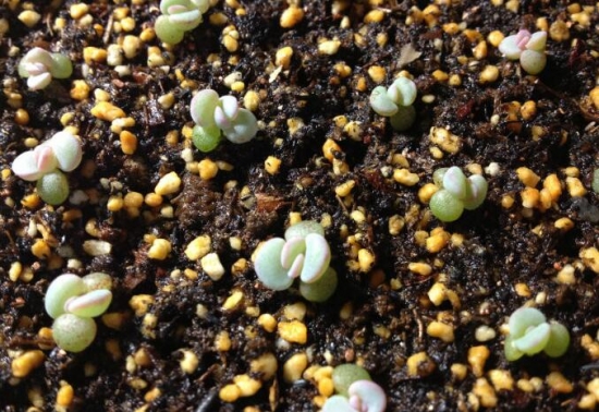 多肉植物繁殖办法：常用繁殖办法有播种、扦插、嫁接及分株