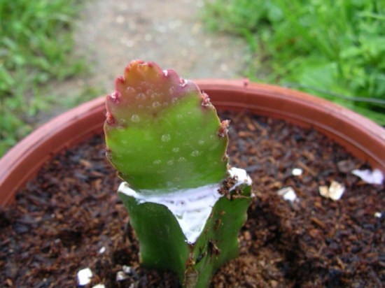 多肉植物繁殖办法：常用繁殖办法有播种、扦插、嫁接及分株