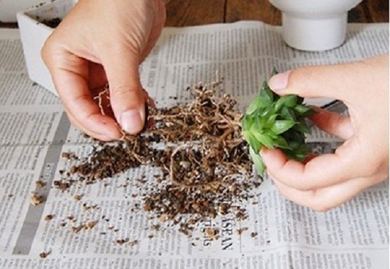 多肉植物繁殖办法：常用繁殖办法有播种、扦插、嫁接及分株