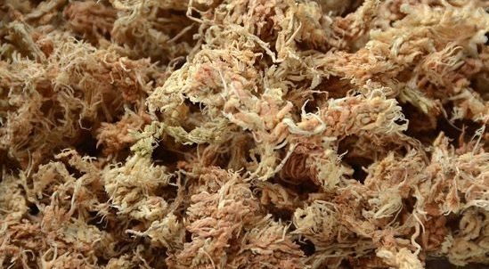 多肉植物用什么土：良好透气、排水性土壤最佳