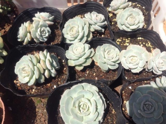 多肉植物有哪些：营养器官肥大的高等植物