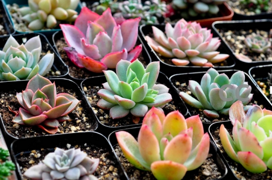 多肉植物如何养，多肉植物养殖心得
