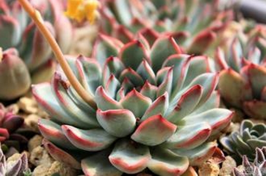 多肉植物如何养，多肉植物养殖心得