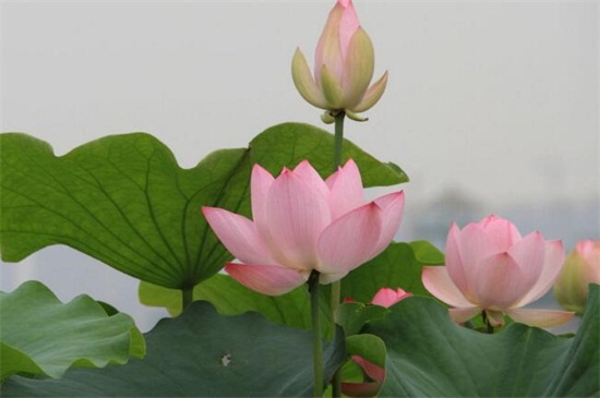 夏季适合种什么花，10种耐高温最美花卉