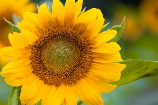 夏季适合种什么花，10种耐高温最美花卉