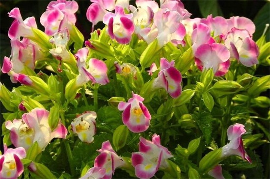 夏季适合种什么花，10种耐高温最美花卉