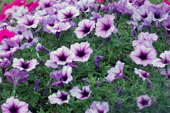 夏季适合种什么花，10种耐高温最美花卉