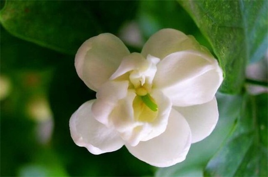 夏季适合种什么花，10种耐高温最美花卉