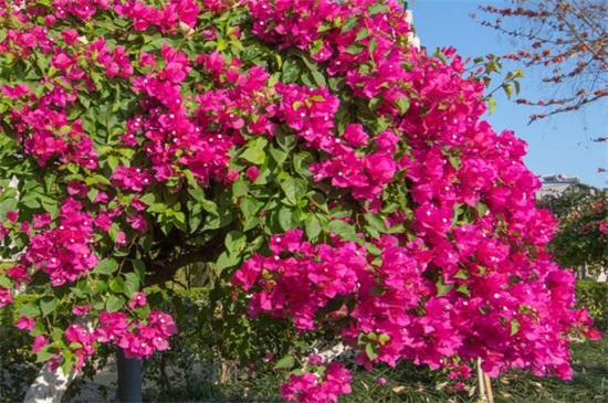 夏季适合种什么花，10种耐高温最美花卉