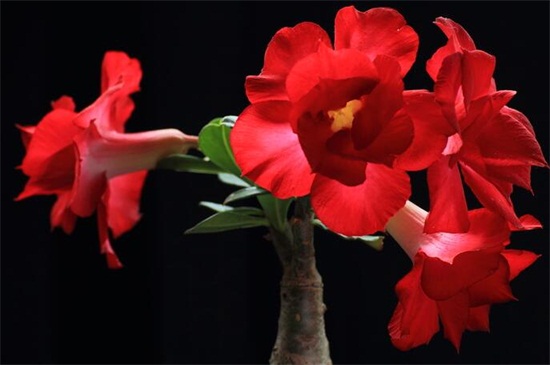 夏季适合种什么花，10种耐高温最美花卉