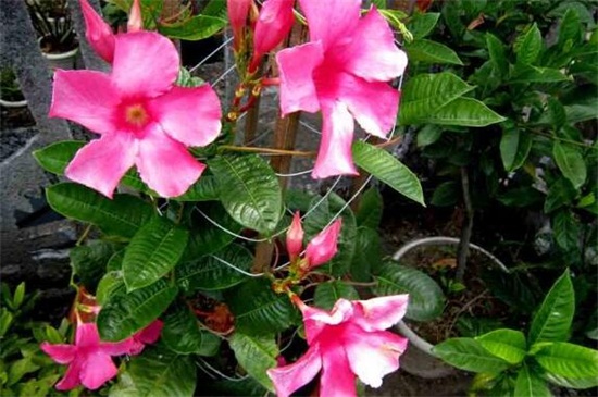 夏季适合种什么花，10种耐高温最美花卉