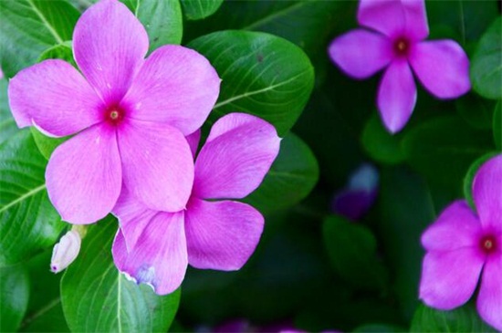 夏季适合种什么花，10种耐高温最美花卉