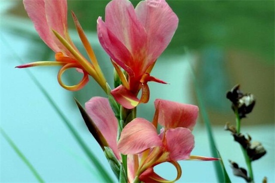 夏季适合种什么花，10种耐高温最美花卉