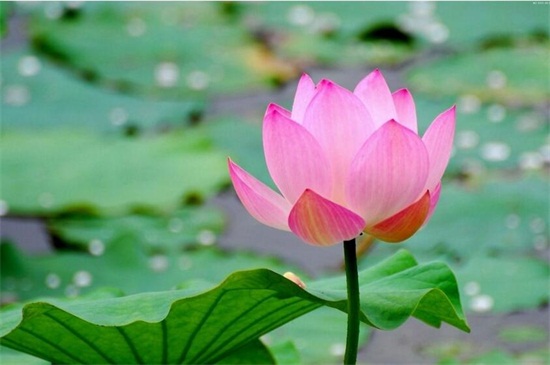 夏季的花有哪些，盘点十种夏季开放的花卉