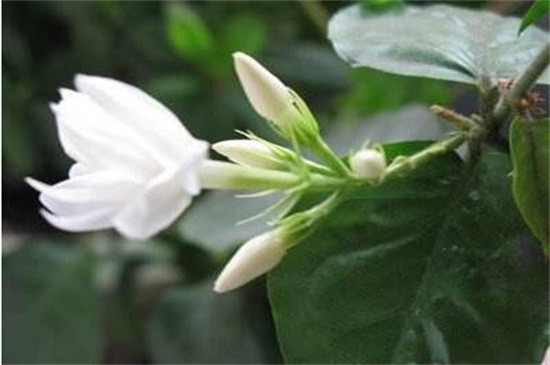 夏季的花有哪些，盘点十种夏季开放的花卉