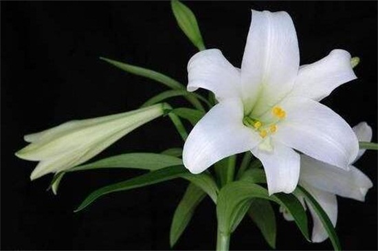 夏季的花有哪些，盘点十种夏季开放的花卉