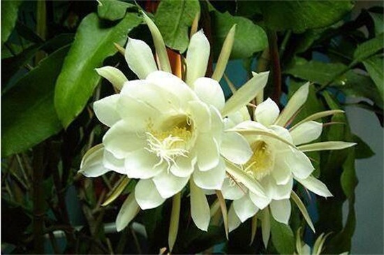 夏季的花有哪些，盘点十种夏季开放的花卉