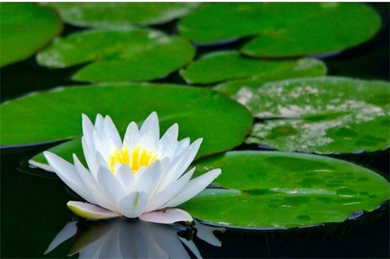 夏季的花有哪些，盘点十种夏季开放的花卉