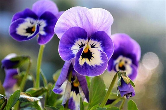 夏季的花有哪些，盘点十种夏季开放的花卉