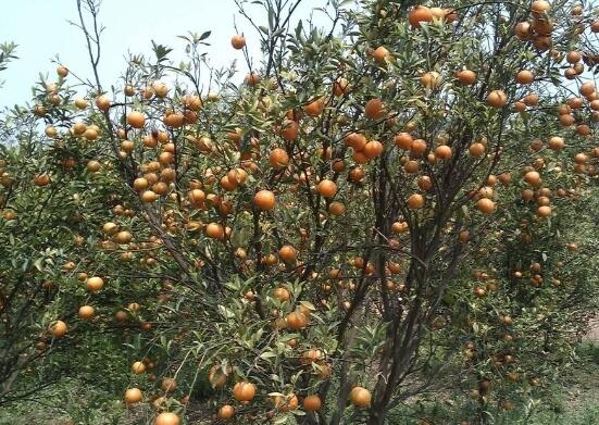 露薇花什么时候开花，露微花花期在6～10月